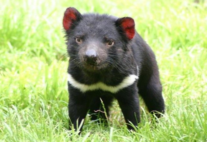 Tasmanian Devil - about to be wiped out by mysterious disease © SW
